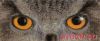 10537.thumb.jpg.5447ed6ac71096f45536538e9ce8d61d.jpg