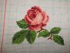 розочка.JPG