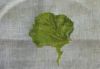 3.thumb.jpg.3024d97d60afafb152ecd3bc77c846c8.jpg