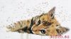 36032.thumb.jpg.7fac766c87be888ddf92ae39b28f8792.jpg