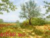 Anchor 01054, Голубые дали (Blue Remembered Hills)