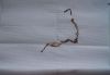 DSC08479.JPG.3729a9ce6757acf938a853795e411c91.thumb.jpg.51042cede28d7a1860978bcdd918efd4.jpg