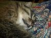 DSCF3647.thumb.JPG.3f6e8f9b0b511279a582805c2ea87c0f.JPG