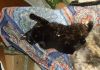 DSCF3771-2.thumb.jpg.3370fdd539c6b1ff64c44e8843e9788b.jpg
