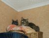 DSCF4174.thumb.JPG.6362eb8ba04d2a0011a9dd3076f0cb6b.JPG