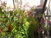 DSCN2996.thumb.JPG.5c1c1b9ccf5231ce111d4ecc3dd6396d.JPG