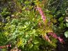 DSCN2997.thumb.JPG.05e41a85dc11a3778d48f2c914302fea.JPG