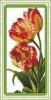 Joy Sunday H499, Tulip