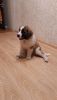 IMG-20191008-WA0015.thumb.jpeg.7c3e6825d28eac39bdb883b55f1e2aaf.jpeg