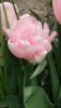 IMG-20200419-WA0004.thumb.jpg.0f0e10af50b3a946d01fd33616a54afe.jpg