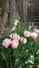 IMG-20200419-WA0006.thumb.jpg.c3f5c2b93e78755f2bbe2e27a66ba1e5.jpg
