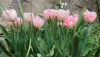 IMG-20200419-WA0008.thumb.jpg.7d1eceacc94d2fef18b916a701e7f0e5.jpg