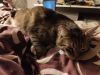 IMG_20200325_000136.thumb.jpg.c6eca55eb77a279c55eb0ccafaec6816.jpg