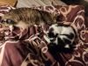 IMG_20200325_001928.thumb.jpg.7a2bd2224fb3565aad4b7b89e65da0ff.jpg