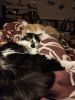 IMG_20200328_215445.thumb.jpg.4c9b28ea1ab70d7734f59b6d0d83c37d.jpg