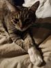 IMG_20200411_011939.thumb.jpg.108bff478eaf45c4c1051bc9620de79b.jpg
