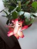 IMG_20200414_142450.jpg