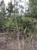 IMG_20200418_182303.thumb.jpg.3a3670cf6e446bdae3c174023b0d595e.jpg