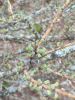 IMG_20200418_184940.thumb.jpg.6b9753b09c7585b824c9a0f7f4f73245.jpg