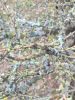 IMG_20200418_185002.thumb.jpg.5ee6068e2c6172db6b0a4074c276834e.jpg