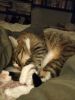 IMG_20200419_015312.thumb.jpg.2f00a33c0c9a661e0263c4ca4cd5b9c3.jpg