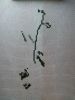 IMG_20200419_194639.thumb.jpg.b819daee70ca6744595a764c7b9e3544.jpg
