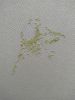 IMG_20200424_163805-min.thumb.jpg.13d6993a3cc5d6d4bf1b7a73ceab8983.jpg