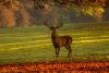 stag_nature_deer_mammal-787825.jpg