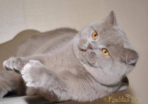 Аватар Stefany