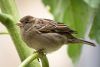 220px-House_Sparrow_f_3030.thumb.jpg.bb353844e6e3739fcf89650ce19c4651.jpg