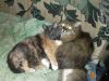 DSCF3781.thumb.JPG.5a8a86ae4ddc19e06d0bea144e841e86.JPG