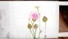 DSCN5294.jpg.60aaa6c468aa4b354c88f6ffaf899c22.thumb.jpg.3ed3d0e9d5d484e3f0dcbdd217868dbc.jpg