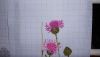 DSCN5295.jpg.b2d9d36b7d6db5eaebbc3fefacd8d799.thumb.jpg.43f4053ca1d067a4409df301c2965e68.jpg