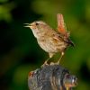 Eurasian-Wren-Troglodytes-troglodytes.thumb.jpg.4b537a8b6986b5f329374667a04c3a9e.jpg
