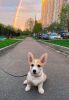 IMG-20200510-WA0000.jpg