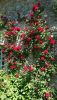 IMG-20200518-WA0003.thumb.jpg.60fbed303d442e4df1f289d3f19cbff8.jpg