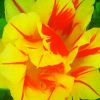 IMG-20200518-WA0015.thumb.jpg.cddd6be5c43ddba84664a732846cf5c5.jpg