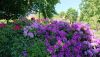 IMG-20200518-WA0018.thumb.jpg.9dc8007ad998d6840cf2f0fb8c58f063.jpg