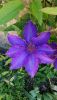 IMG-20200518-WA0020.thumb.jpg.3ffb1f5d8d43ec7699f2ba5969e556d1.jpg