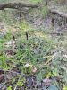 IMG_20200501_174821.thumb.jpg.faf108604dd3231fe03efd2f024fee3a.jpg