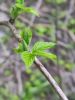 IMG_20200501_180851.thumb.jpg.9ec666e2e1fcd504d1e8f2b59aefad3d.jpg