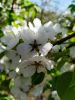 IMG_20200502_155223_compress44.thumb.jpg.90940c5dbf2746f2242f1abf78610ba5.jpg