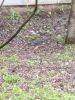 IMG_20200505_135341.thumb.jpg.a9f8627bc99fd22251a1941c4370e4d0.jpg