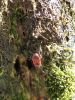 IMG_20200511_161433.thumb.jpg.89f5dfd108fde5a79fa4ed7cfe4d0fea.jpg