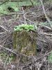IMG_20200511_183441.thumb.jpg.fecfacf087c24b9d2cdea34240268265.jpg