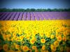 World___France_Sunflowers_in_Provence__France_073074_.thumb.jpg.00ae71877df29af1fe92510ef2cf8e25.jpg