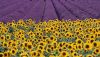 sunflowers-and-lavender-fields-provence-france-wallpaper-preview.thumb.jpg.c11085cc7de2889293b81462c5db9aff.jpg