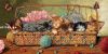 1667937921__Dimensions35184KittyLitter.thumb.jpg.653042e2f946c822575786217491874b.jpg