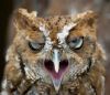 2020-06-09-mixnews-hungover-owls13.thumb.jpg.8b1721d8f2050db97204a767f829e3f3.jpg