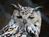 2020-06-09-mixnews-hungover-owls18.thumb.jpg.1de510f66fca4e25f9d8c6fec56df62c.jpg